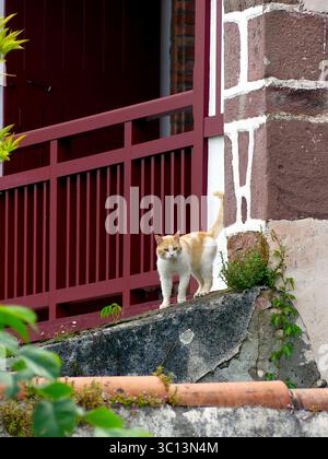 Katzenspaziergang auf den Dächern traditioneller baskischer Häuser in Saint-Jean-Pied-de-Port, Frankreich Stockfoto
