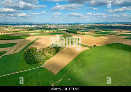 Geometrische Landschaftsmuster reifer Maisfelder auf den fruchtbaren Feldern des Langen Feldes nördlich von Stuttgart, Baden-Württemberg Stockfoto