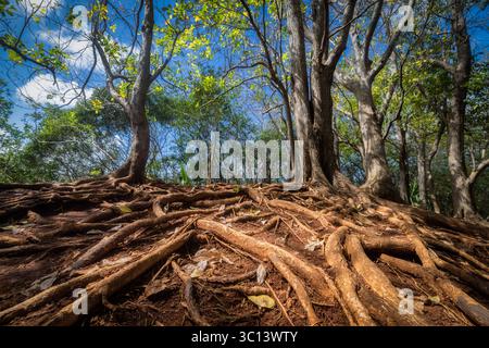 Blick auf knorrige Baumwurzeln, die über die Erde klettern, hinauf zu robusten Stämmen, die ein Baldachin aus grünen Blättern vor dem blauen Himmel, Mauritius, stützen. Stockfoto