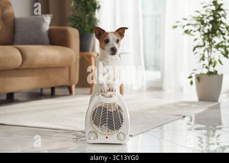 Ein Jack Russell Terrier sitzt aufrecht auf einer kleinen weißen Heizung in einem sonnendurchfluteten Innenraum. Dahinter sind ein Sofa und Vorhänge zu sehen. Stockfoto