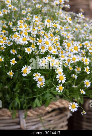 Frisch geschnittene Matricaria chamomilla, deutsche Kamille oder Kamillenblüten im griechischen Blumengeschäft im Frühjahr. Vertikal. Nahaufnahme. Stockfoto