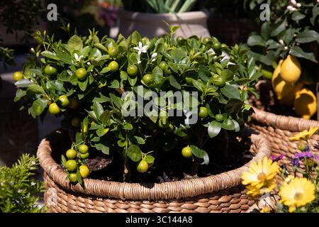 Korb mit dekorativen Orangenbäumen im griechischen Gartenladen im März. Horizontal. Tageslicht. Nahaufnahme. Stockfoto