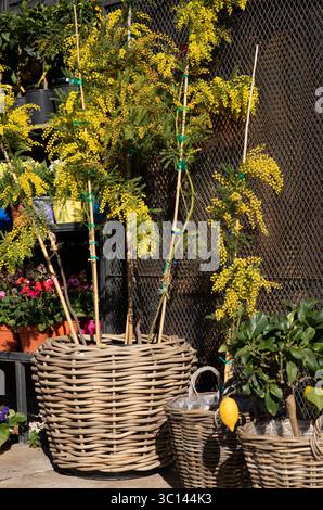 Acacia Dealbata, auch bekannt als Silberstrauch oder Mimosa Strauch im griechischen Gartenblumenladen im Frühjahr. Vertikal. Stockfoto
