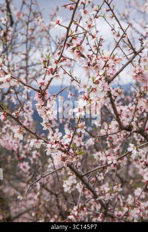 Blühender Mandelbaum auf dem Hintergrund der Berge im Frühjahr. Nahaufnahme. Selektiver Fokus. Vertikal. Stockfoto