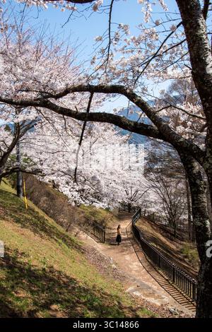 Tokio japan Tempel Sakura Kirschbäume Parks Menschen Fuji Blumen Statuen blühen Stockfoto