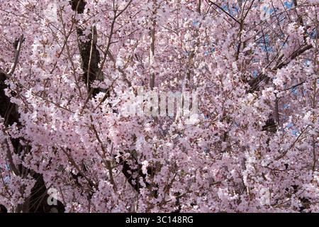 Tokio Japan Tempel Sakura Kirschbäume Parks Mount Fuji Blumen Statuen Stockfoto