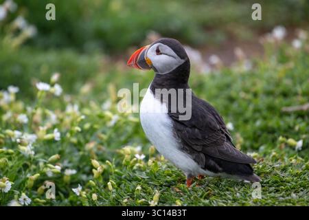 Papageientaucher oder Atlantischer Papageientaucher (Fratercula arctica) auf Brutgebieten, Farne-Inseln, Vereinigtes Königreich Stockfoto