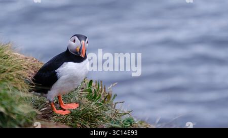 Ein lebendiger Papageientaucher thront auf einer üppig grünen Klippe in Island und blickt über das glitzernde Meer. Dieser fesselnde Vogel zeigt seine unverwechselbaren Farben vor der atemberaubenden Kulisse der Küste. Stockfoto