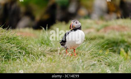 Ein bezaubernder Papageientaucher thront auf lebendigem grünem Gras und zeigt seinen farbenfrohen Schnabel vor der atemberaubenden Küstenlandschaft Islands. Bakkagerd, ich Ost-Island, Puffins. Stockfoto