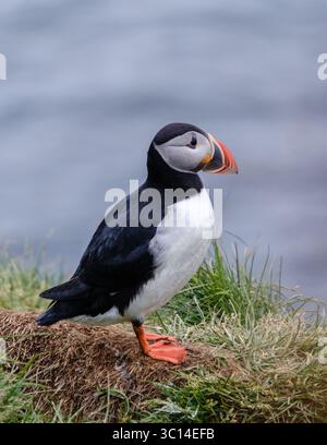 Bunte Papageientaucher auf einer üppig grünen Klippe mit Blick auf das ruhige Meer Islands. Diese bezaubernde Szene fängt das Wesen der isländischen Tierwelt ein und zeigt die Schönheit der Natur. Stockfoto