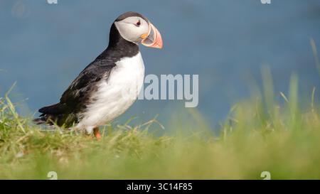 Ein lebendiger Papageientaucher thront an einem grasbewachsenen Rand mit Blick auf das ruhige Wasser Islands und fängt das Wesen dieser einzigartigen Tierwelt ein. Bakkagerd, East Iceland, Puffins. Stockfoto