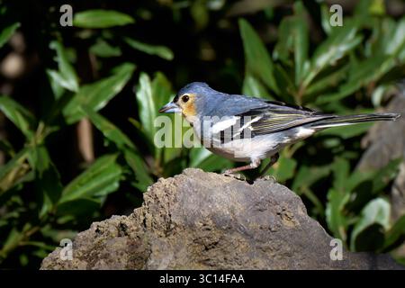 Hierro Chaffinch (Fringilla coelebs ombriosa), männlich auf einem Stein vor einem grünen Busch stehend Stockfoto