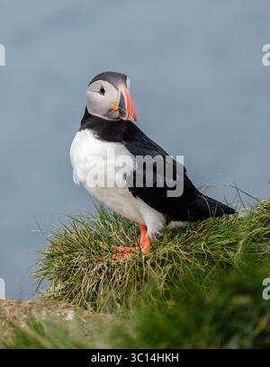 Ein bunter Papageientaucher thront auf einem grasbewachsenen Hügel mit Blick auf die atemberaubende Küste von Bakkagerd, East Iceland, Puffins. Stockfoto