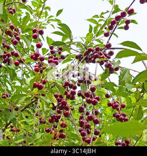Nahaufnahme von Sauerkirschen, Prunus cerasus Stockfoto