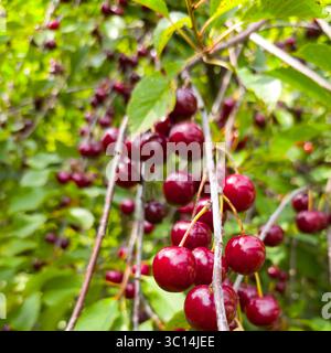 Nahaufnahme von Sauerkirschen, Prunus cerasus Stockfoto