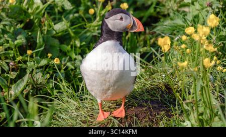 Ein Papageientaucher thront anmutig auf dem grünen Gras, umgeben von farbenfrohen Wildblumen, die die Schönheit der isländischen Natur zeigen. Diese Szene fängt das Wesen der Tierwelt in einer ruhigen Umgebung ein. Stockfoto