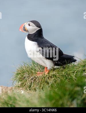 Ein lebendiger Papageientaucher thront auf einer üppig grünen Klippe und zeigt seinen farbenfrohen Schnabel und sein markantes Gefieder vor der Kulisse des glitzernden Ozeans. Bakkagerd, East Iceland, Puffins. Stockfoto