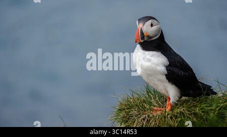 Ein lebendiger Papageientaucher thront selbstbewusst auf üppigem grünem Gras am Rande einer Klippe und blickt in das weite Meer. Bakkagerd, East Iceland, Puffins. Stockfoto