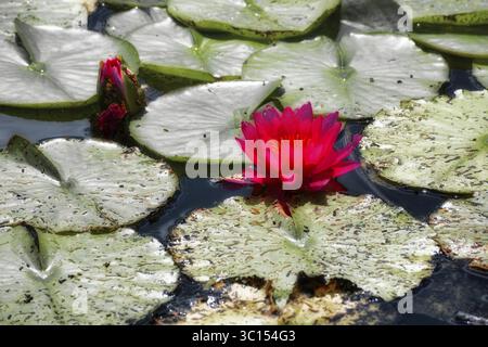 Rote Seerosen (Nymphaea) auf grünen Blättern in einem Teich, grafisch verarbeitet, Deutschland Stockfoto