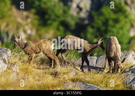 Drei junge Gämsen stehen in einer Reihe auf einer grasbewachsenen Wiese zwischen Felsen, Gämse, Gämse, (Rupicapra rupicaprae), Kitzel, Wildtiere, Vogesen, Frankreich Stockfoto