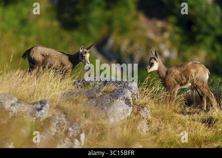 Zwei junge Gämsen, die sich auf einem sommerlichen Grasgebiet gegenüberstehen, umgeben von Felsen, Gämsen, Gämsen (Rupicapra rupicaprae), fawn, Tierwelt Stockfoto