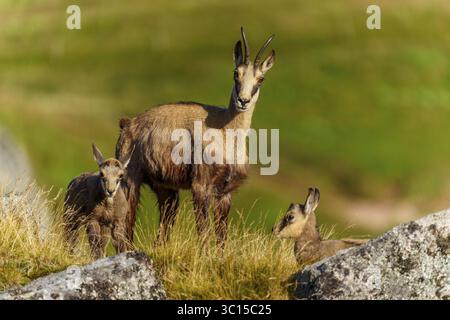 Drei Gämsen auf einer Grasfläche, einer stehend, zwei liegend, Gämsen, Gämsen, Gämsen, (Rupicapra rupicaprae), Rehkitz, Wildtiere, Vogesen, Frankreich Stockfoto