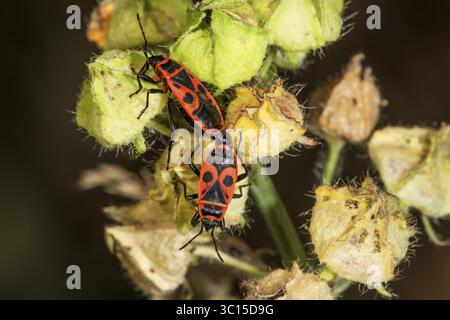 Zwei Feuerwanzen (Pyrrhocoris apterus) mit charakteristischer Musterpaarung auf Samenkapsel einer trockenen Malvenpflanze, Baden-Württemberg, Deutschland Stockfoto