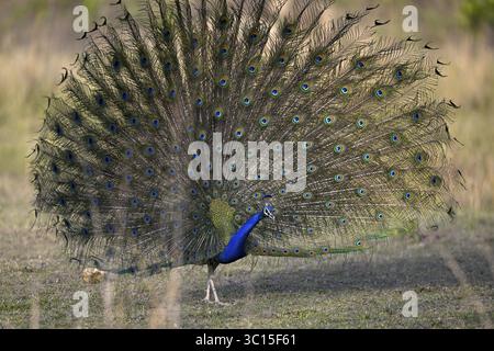 Indischer Pfau (Pavo-Muschelbänke), Corbett National Park, nahe Ramnagar, Uttarakhand State, Indien Stockfoto