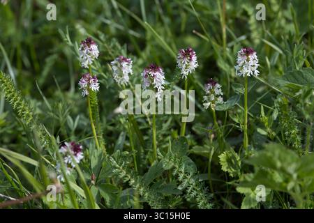 Brand-Knabenkraut, Brandknabenkraut, Brandorchis, Brand-Orchis, Neotinea ustulata, Orchis ustulata, verbrannte Orchidee, verbrannte Orchidee, verbrannte Spitze Orchidee, Stockfoto