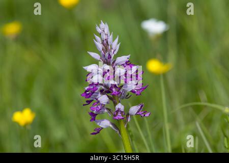 Helm-Knabenkraut, Helmknabenkraut, Orchis militaris, MilitärOrchidee, L'Orchis Guerrier, Orchis Guerrier Stockfoto