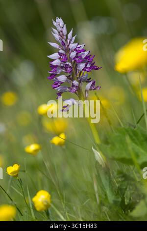 Helm-Knabenkraut, Helmknabenkraut, Orchis militaris, MilitärOrchidee, L'Orchis Guerrier, Orchis Guerrier Stockfoto