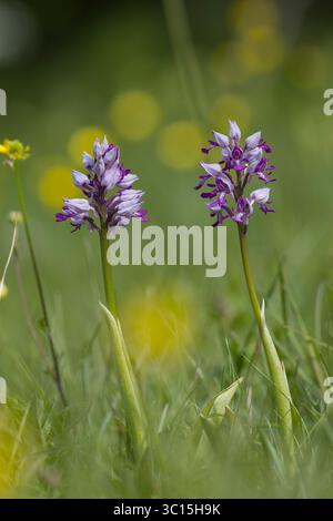 Helm-Knabenkraut, Helmknabenkraut, Orchis militaris, MilitärOrchidee, L'Orchis Guerrier, Orchis Guerrier Stockfoto