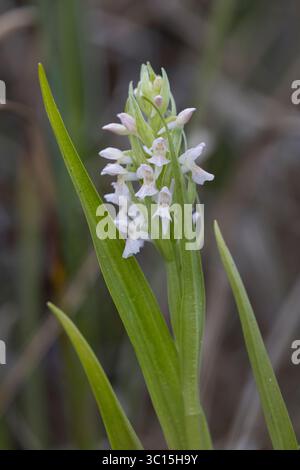Fleischfarbenes Knabenkraut, Steifblättriges Knabenkraut, Dactylorhiza incarnata, frühe Sumpforchidee, L'orchis incarnat, orchis incarnat Stockfoto