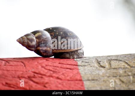 Frikanische Riesenlandschnecke (Achatina fulica) mit markantem Muschelmuster, eine große Landmuschel, die in tropischen Lebensräumen und Gärten gefunden wird. Stockfoto