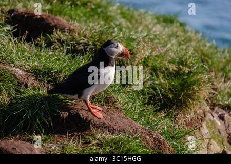 Ein lebendiger Papageientaucher thront auf den zerklüfteten Klippen Islands, umgeben von üppigem Gras und dem glitzernden blauen Meer. Diese bezaubernde Umgebung zeigt die Schönheit der Natur und der Tierwelt Islands. Stockfoto