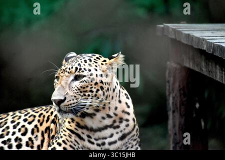 Leopard (Panthera pardus) mit auffälligem geflecktem Fell in natürlicher Umgebung, Symbol für Tarnung, Stärke und Naturschutz. Stockfoto