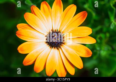 In einer Nahaufnahme wird ein leuchtender, heiterer Sonnenschein Osteospermum, auch bekannt als African Daisy, festgehalten Stockfoto