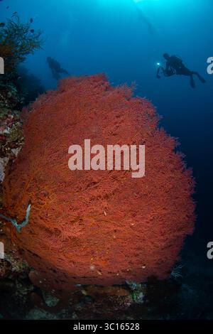 Blick auf einen pulsierenden roten Gorgonien-Meeresfächer, der sich an der Riffwand festhält, während Taucher die Tiefen in Pemuteran, Bali, Indonesien erkunden. Stockfoto