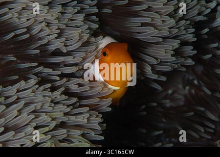 Blick auf einen orangen und weißen Clownfisch, der sicher in den winkenden Tentakeln einer Meeresanemone liegt, ein lebendiger Tanz der Meereslebewesen, Pemuteran, Bali, Indonesien. Stockfoto