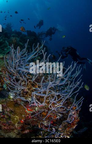 Blick auf Taucher, die lebendige Korallenriffe voller Wasserlebewesen im tiefblauen Meer erkunden, eine atemberaubende Unterwasserwelt, Pemuteran, Bali, Indonesien. Stockfoto