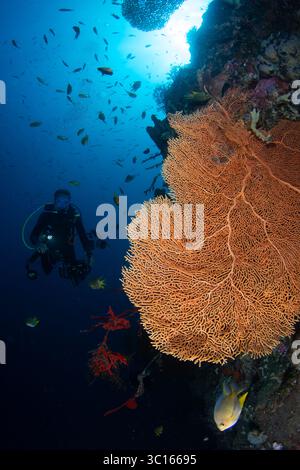Der Blick auf einen Taucher erkundet ein pulsierendes Korallenriff voller Leben, beleuchtet von den Sonnenstrahlen, die die Meeresoberfläche durchdringen, Pemuteran, Bali, Indonesien. Stockfoto