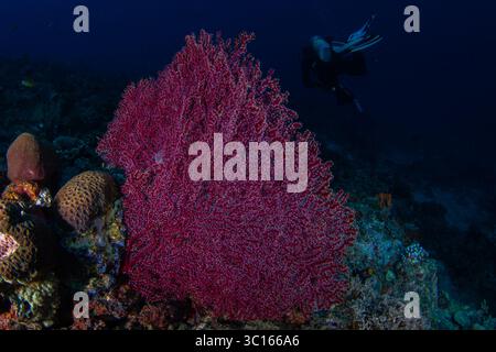 Blick auf eine lebendige rote Meeresfächerkoralle, die sanft unter dem kristallklaren Wasser schweben, während ein Taucher die Tiefen von Pemuteran, Bali, Indonesien erforscht. Stockfoto