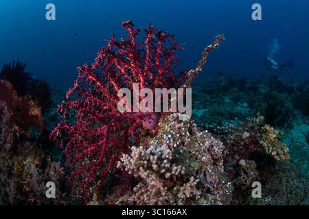 Blick auf leuchtende rote Korallenblüten auf dem Meeresboden, während ein einsamer Taucher die Tiefen in der Ferne, Pemuteran, Bali, Indonesien erkundet. Stockfoto