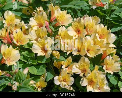 Alstroemeria Summer Paradise Spring Valley blüht in einem Garten Stockfoto