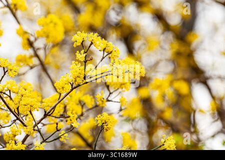 Acacia dealbata. Detail eines Mimosabaums mit zahlreichen gelben Blütenständen und zweipinnaten Blättern im Frühjahr. Stockfoto
