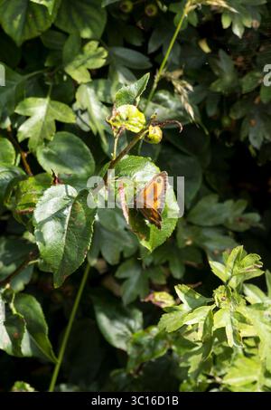 Spanischer Gatekeeper Schmetterling Stockfoto
