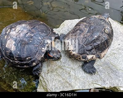 Zwei Rotohr-Schildkröten (Trachemys scripta) liegen auf einem Felsen in der Umgebung des Teichs Natur Zoo Stockfoto