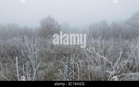 Nebelige Winterlandschaft mit Bäumen und Gras bedeckt mit gefrorenem Rime. Weiße Felge auf Grasklingen und Blattloser Tress. Nebeliger Morgen vor der Stadt Stockfoto