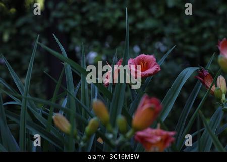 Leuchtend rosa Taglilien blühen inmitten üppig grüner Blätter in einer Gartenumgebung und schaffen eine ruhige natürliche Szene Stockfoto