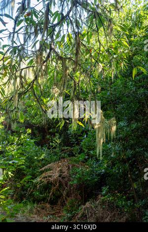 Flechten hängen in den Bäumen in den Wäldern in der Nähe von El Pilar auf La Palma, Kanarische Inseln Stockfoto
